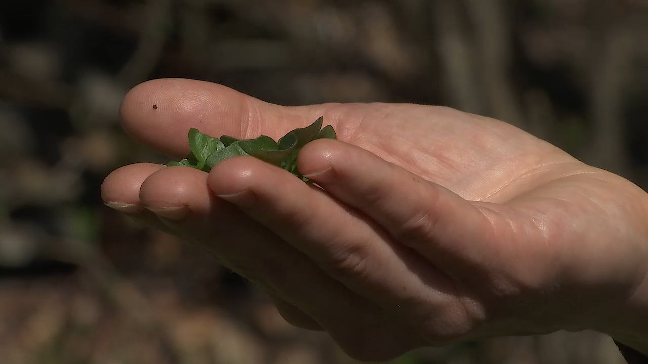 MEgional heute wieder mit den Kräutern der Region