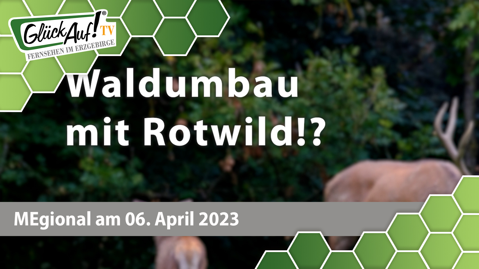MEgional am 6. April 2023 u.a. mit den Konflikt zwischen Landesjagtverband und Sachsenforst